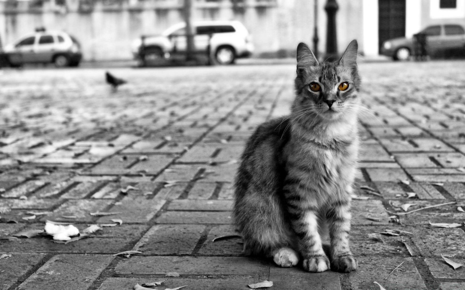 noir et blanc chat rue monochrome animal portrait animal de compagnie mammifère trottoir gris chaton