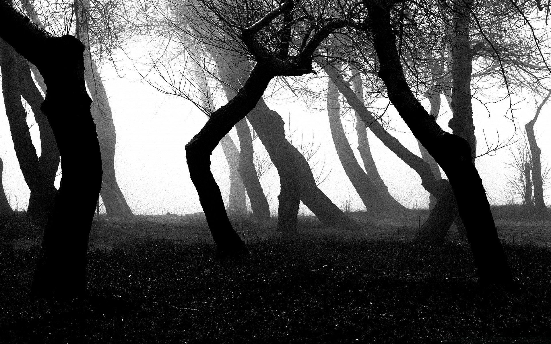 schwarz und weiß einfarbig holz schatten silhouette park natur landschaft dämmerung hintergrundbeleuchtung licht nebel mädchen sonne paar holz herbst sonnenuntergang