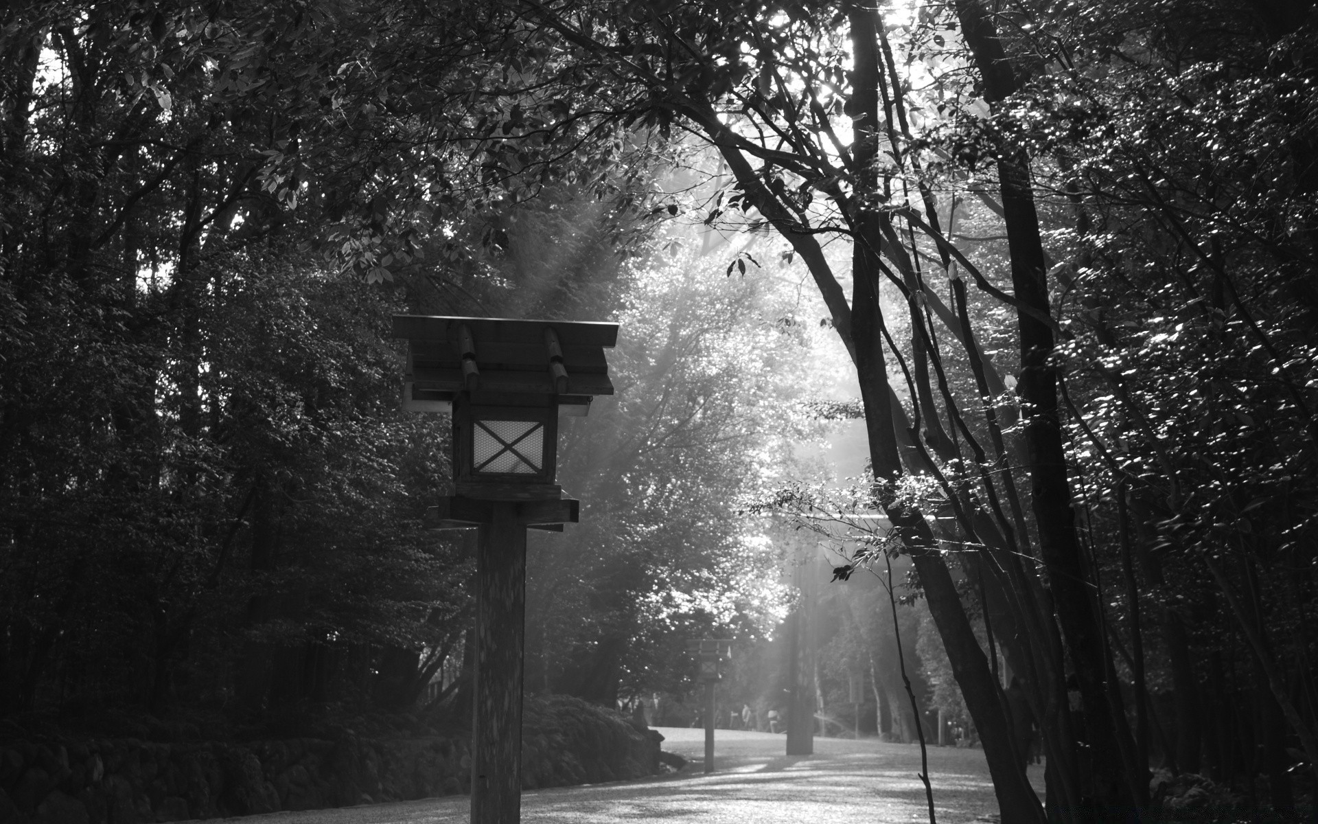 in bianco e nero albero nebbia legno nebbia inverno parco paesaggio monocromatico luce all aperto alba neve natura