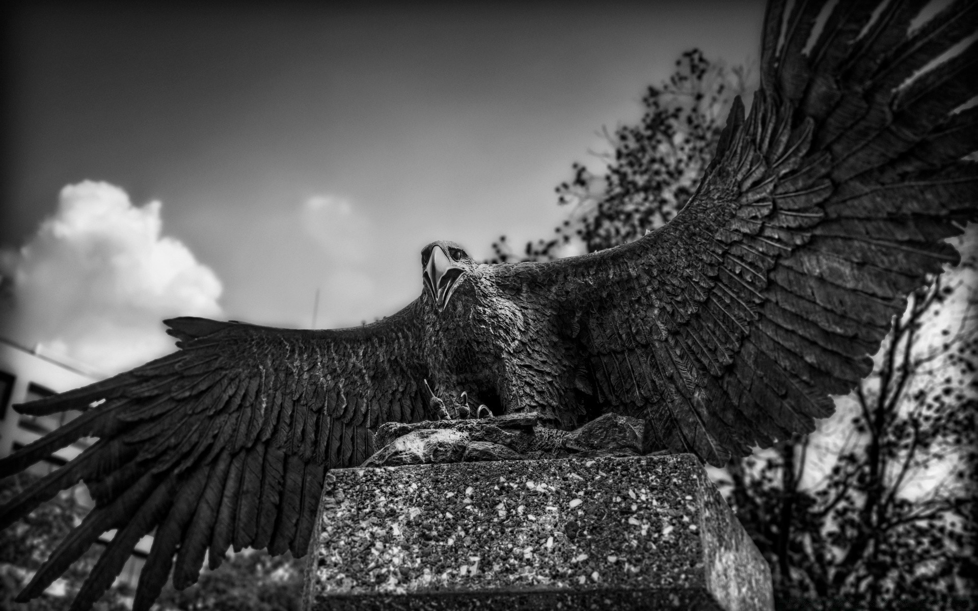 schwarz und weiß vogel raptor natur adler tierwelt baum im freien ein tier