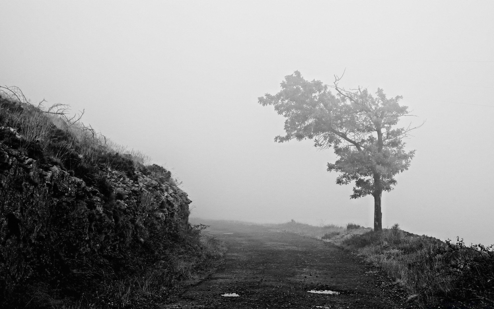 black and white landscape tree fog monochrome nature mist wood mountain winter