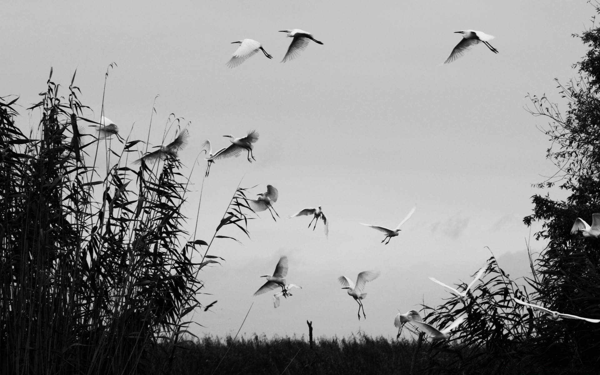 bianco e nero uccello natura cielo albero fauna selvatica all aperto paesaggio oca volo autunno lago silhouette volare