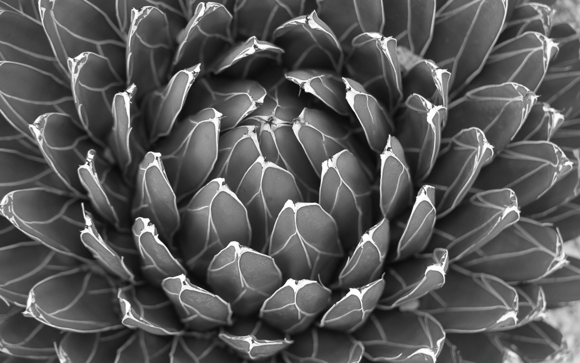 black and white desktop pattern cactus texture abstract flora nature close-up shape