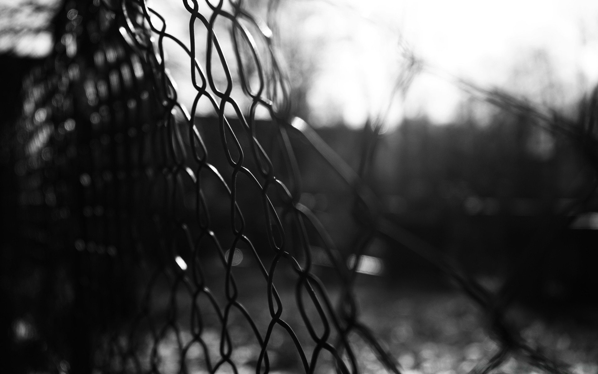 blanco y negro monocromo lluvia naturaleza al aire libre amanecer luz sol desenfoque madera árbol jardín hoja hierba cerca