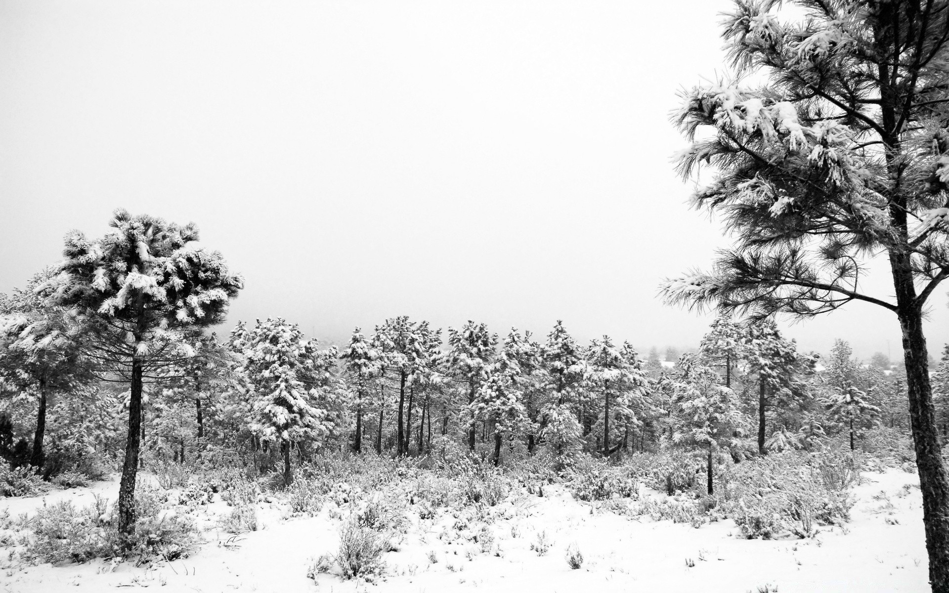 czarno-biały drzewo krajobraz drewno natura zima monochromatyczny śnieg