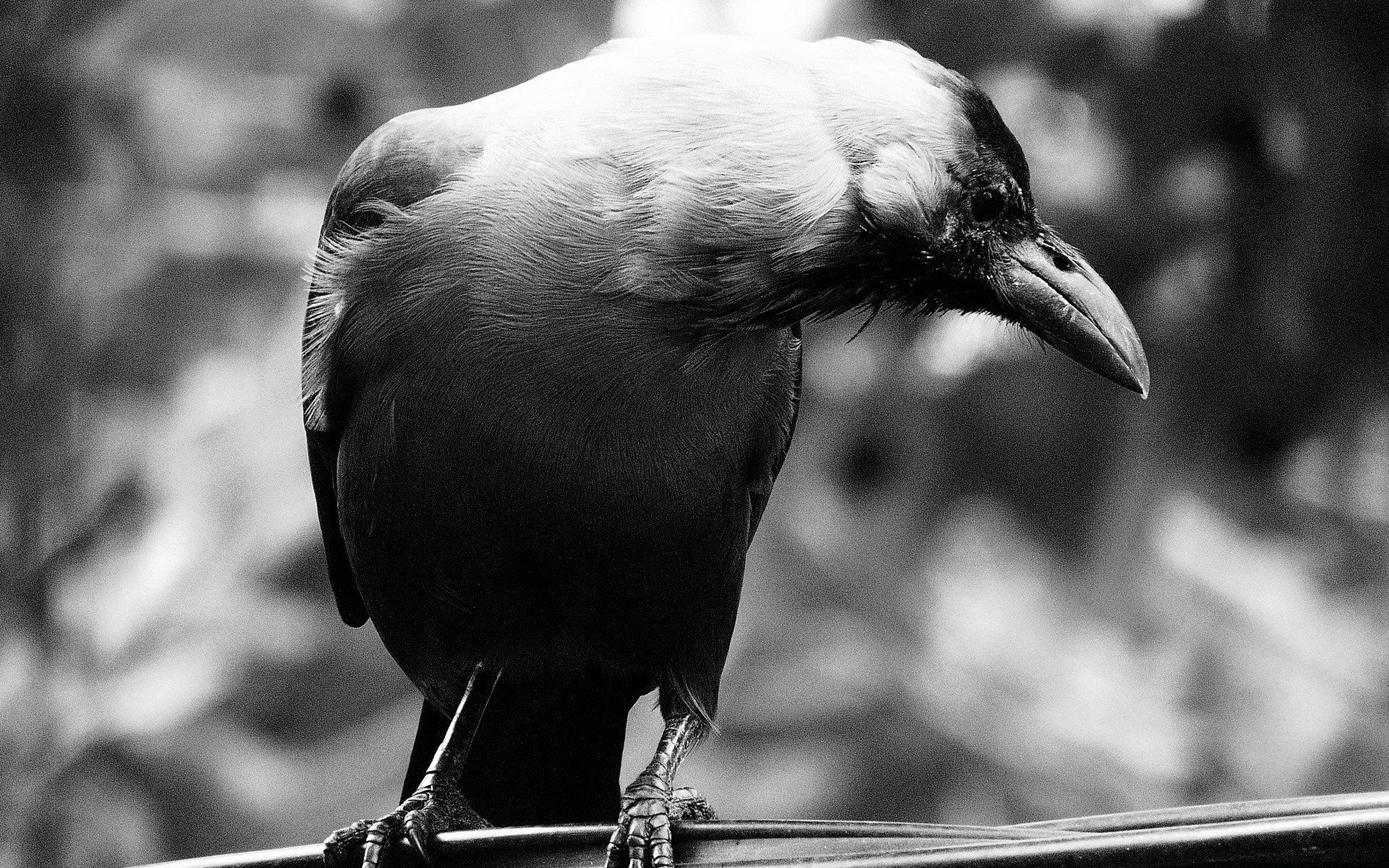 noir et blanc oiseau faune animal portrait plume bec nature zoo sauvage un à l extérieur raptor