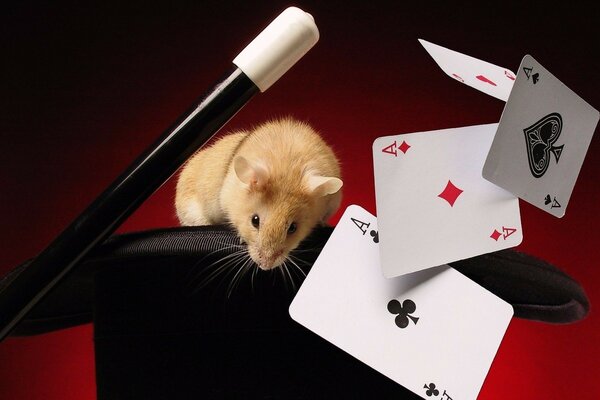 A mouse sits on a hat with playing cards