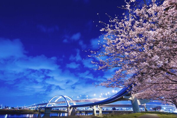 Crepuscolo serale con il ponte e Sakura