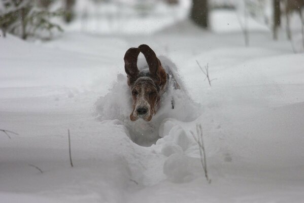 Der Hund im Schnee ist bei einem solchen Frost gefroren