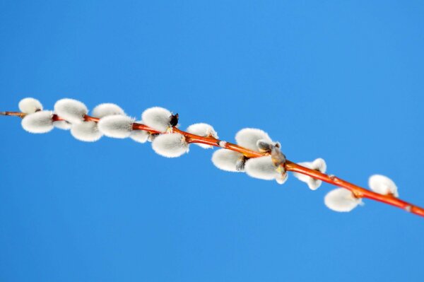 A sprig of willow in February