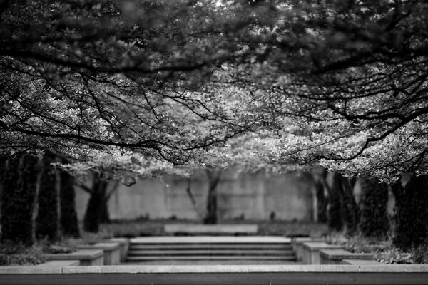 Parc avec des bancs sur fond gris