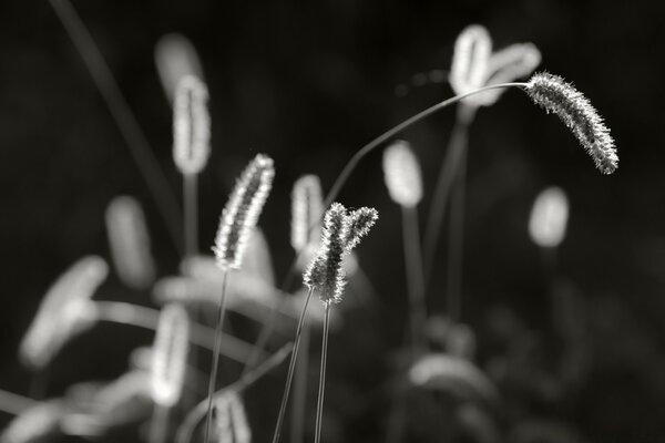 Black and white photo of a delicate flower on a blurry background