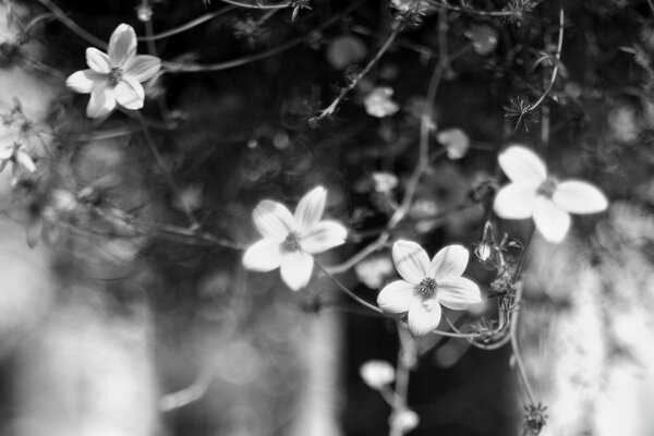 Nature, flore d une fleur Monochrome