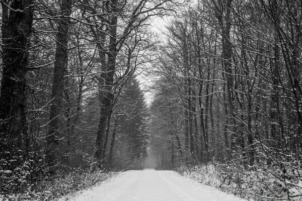 Black and white photo of a forest road