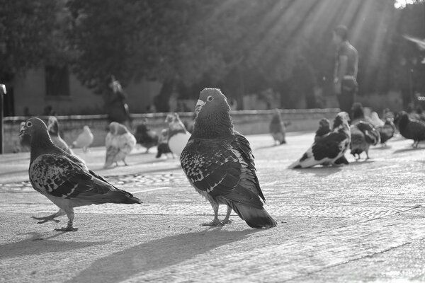 Molti piccioni di uccelli sono in bianco e nero