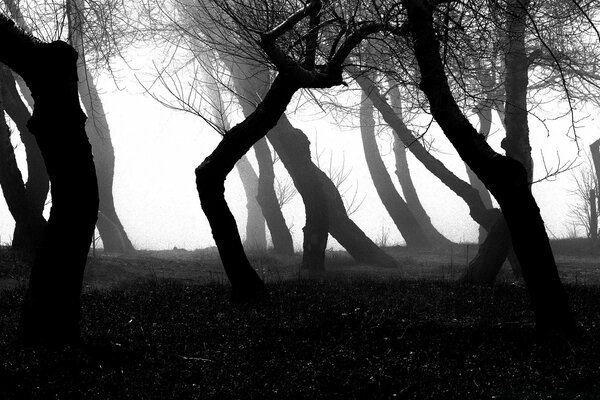 Hermosos árboles. Bosque nocturno