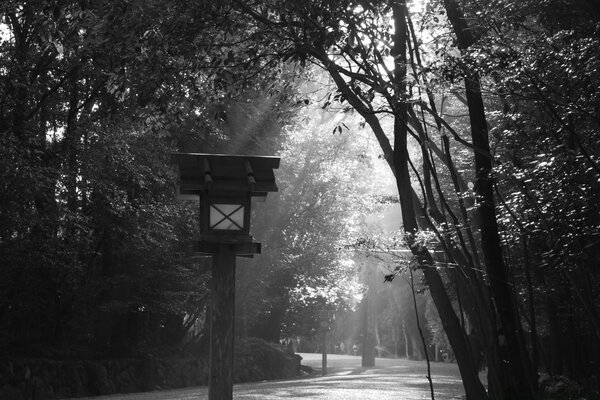 Black and white park in fog and lots of trees