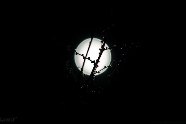 Bright moon through the branches at night