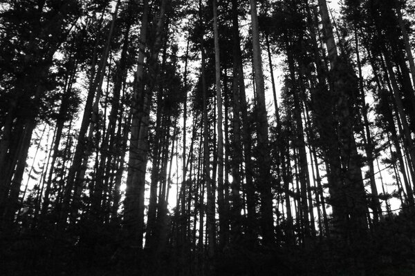 Photo en noir et blanc d arbres dans la forêt