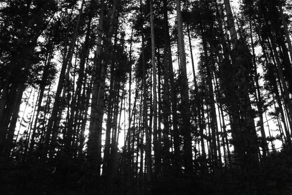 森林里树木的黑白照片