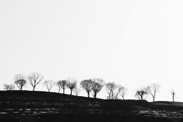 Árboles en la niebla en la frontera de blanco y negro