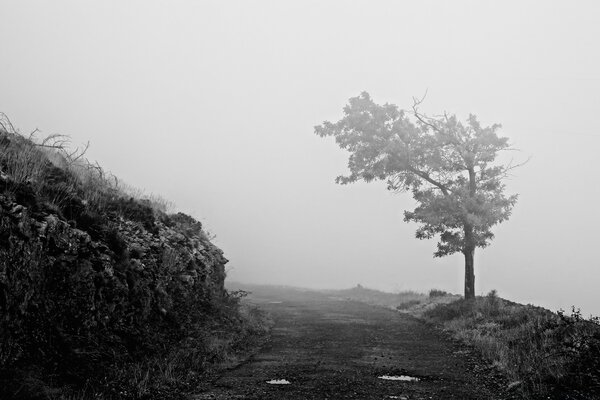 Blanco y negro monocromo niebla