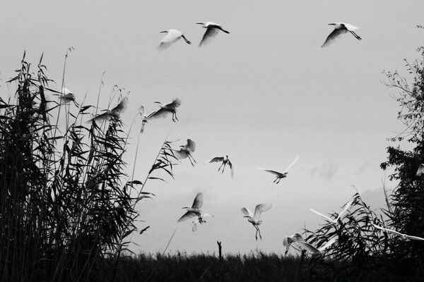 A flying flock of birds in the sky in gray tones