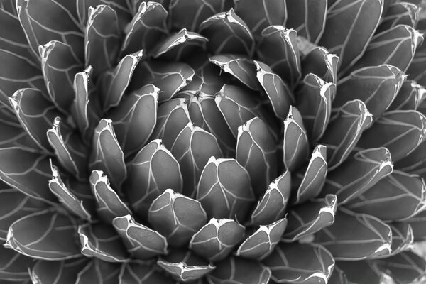 Black and white shot of a water lily or cactus flower