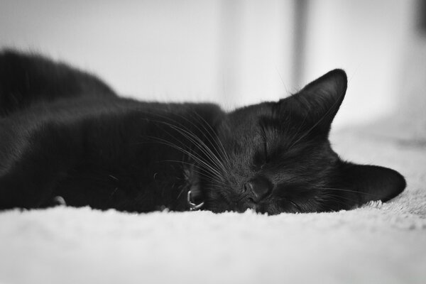 A black cat on a white fluffy rug