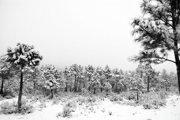 Forêt enneigée avec clairière dans les tons gris