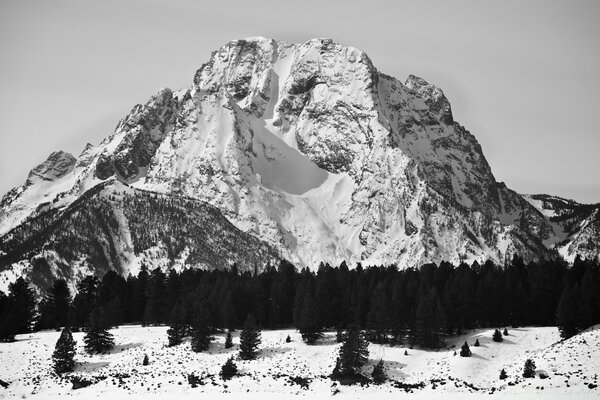 Invierno montaña mucha nieve bosque árboles de Navidad