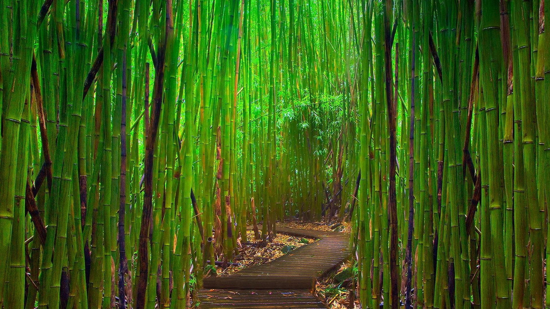 trees bamboo leaf nature lush wood flora environment tree growth desktop dawn grass texture ecology water garden reed outdoors pattern