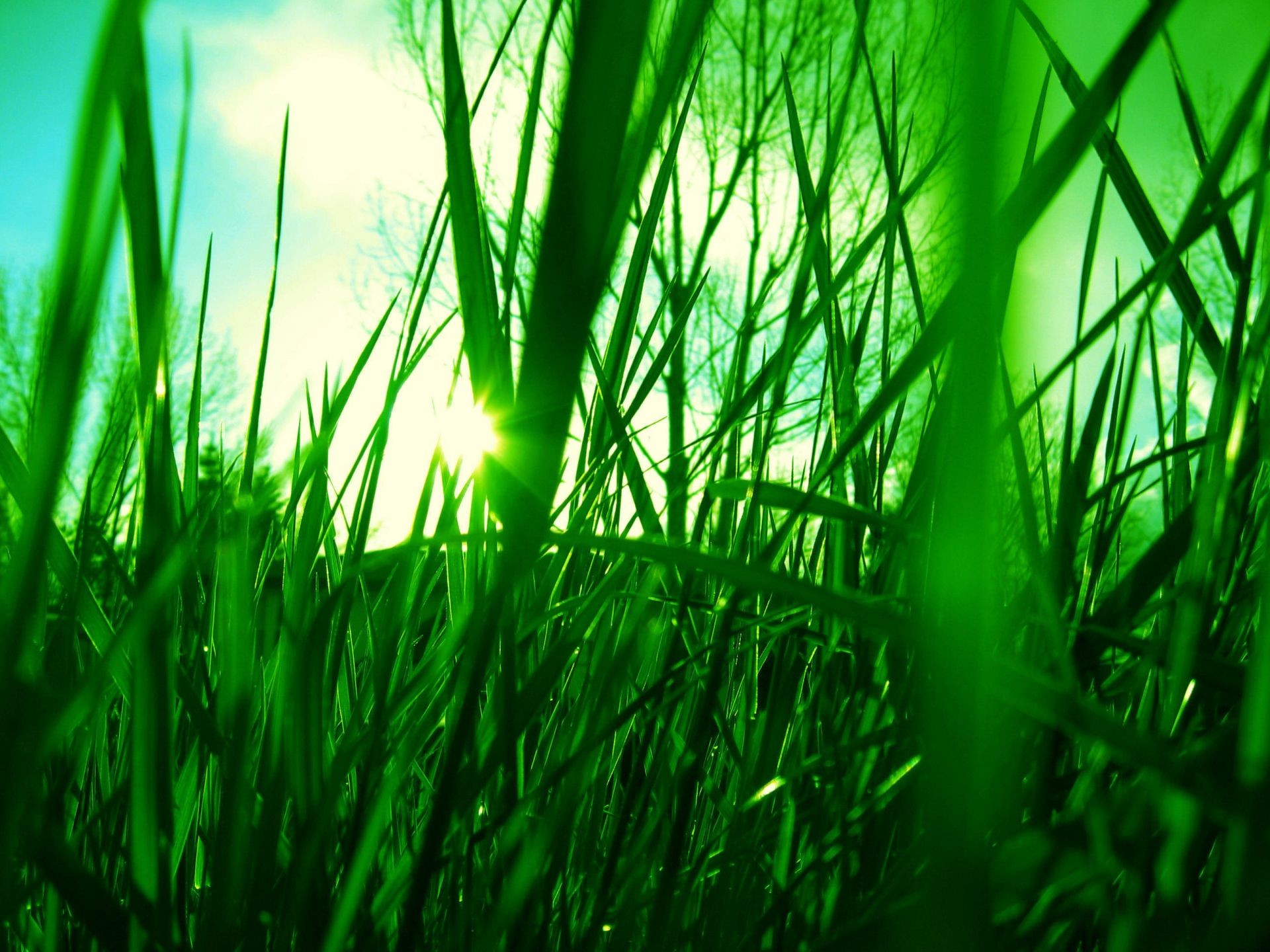 pflanzen gras rasen wachstum heu garten üppig klinge flora blatt feld tau natur umwelt sommer hell hof frische umwelt gutes wetter