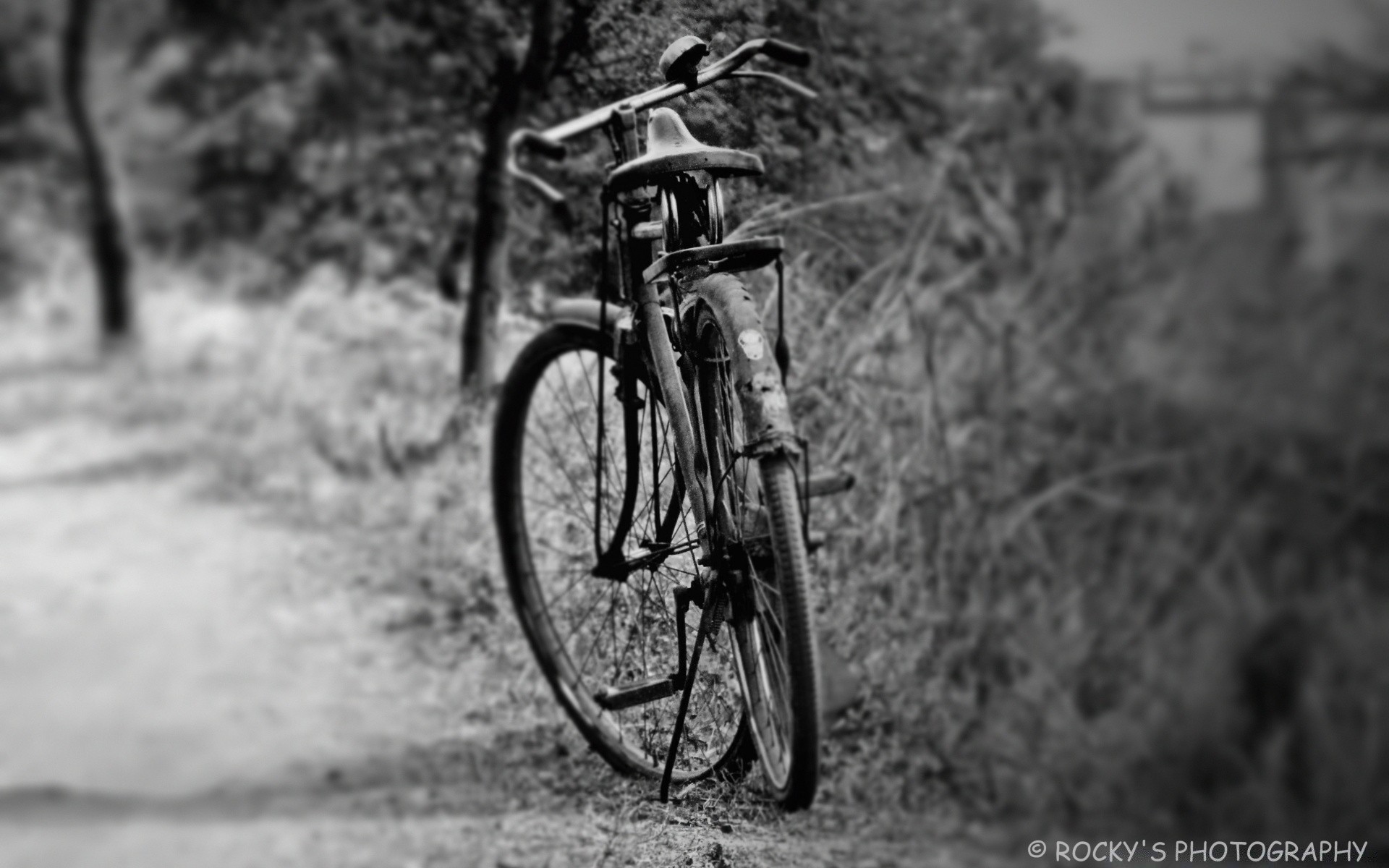 black and white wheel bike biker monochrome transportation system sitting vehicle cyclist road wood one