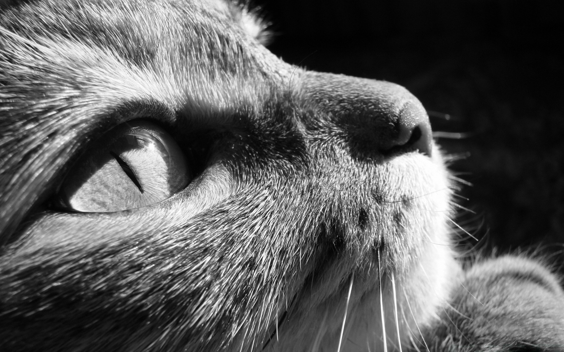 schwarz und weiß säugetier fell porträt tier tierwelt zoo katze auge haare gesicht natur niedlich wild ein