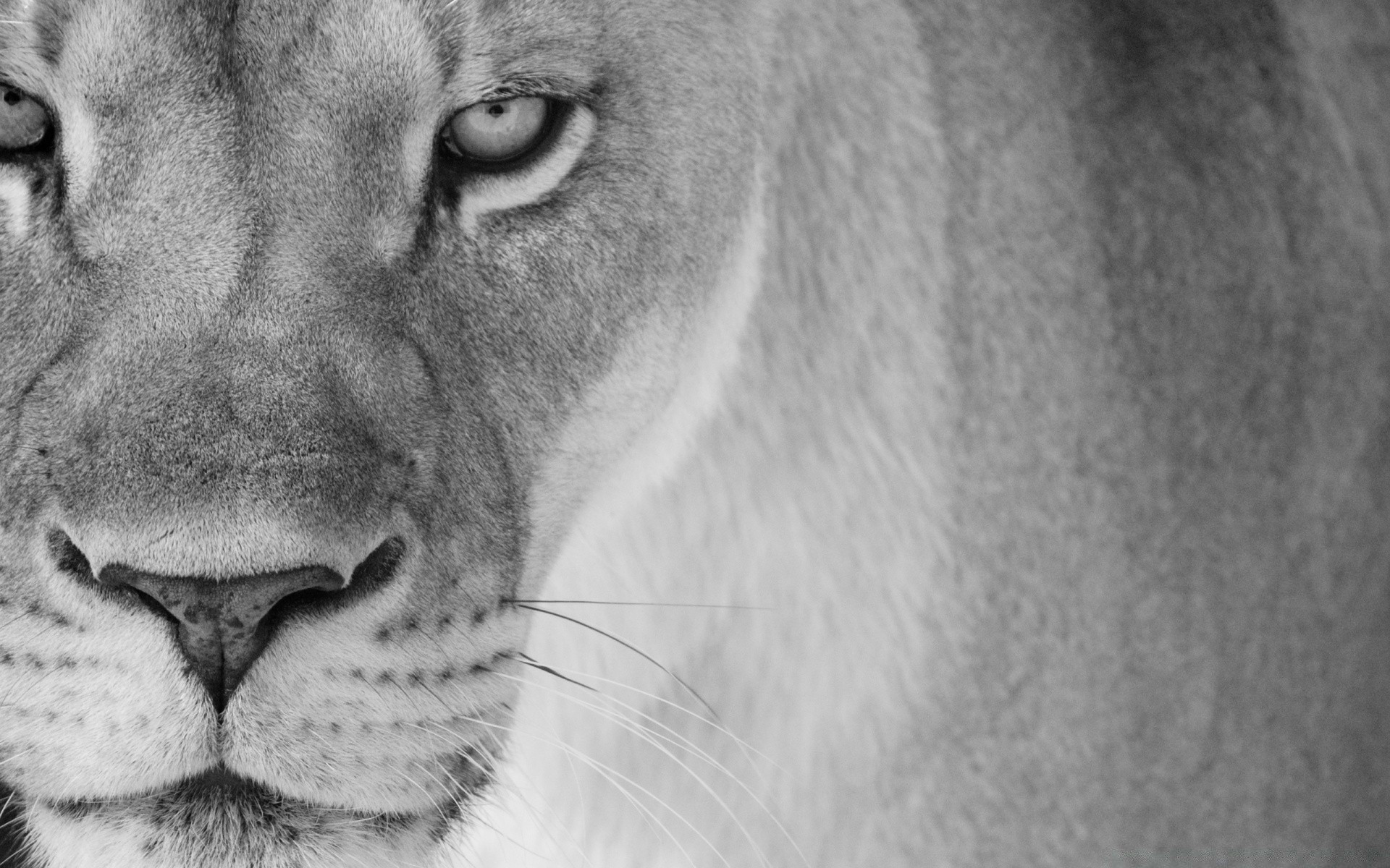 black and white portrait face hair animal