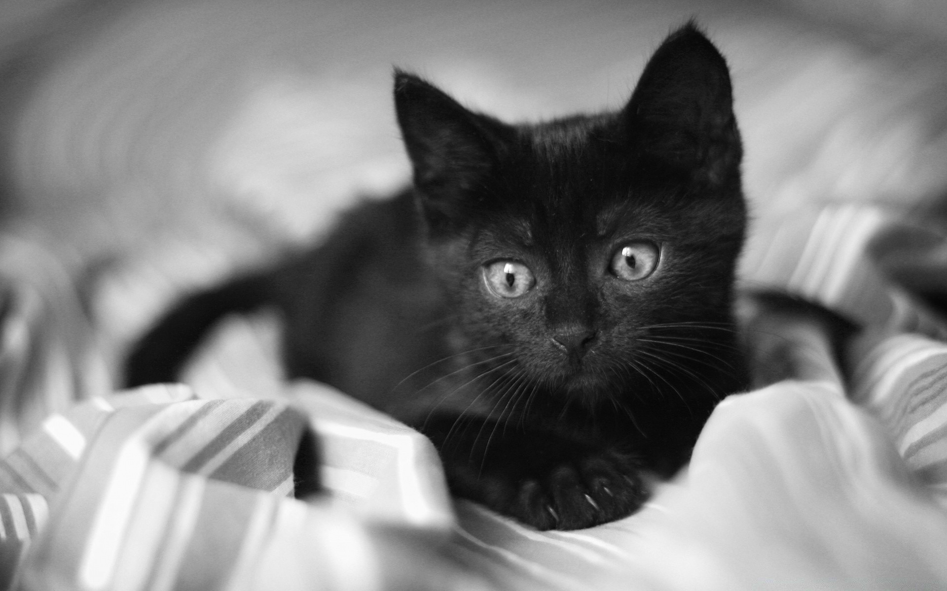 noir et blanc chat mignon portrait chaton un mammifère monochrome oeil animal petit enfant