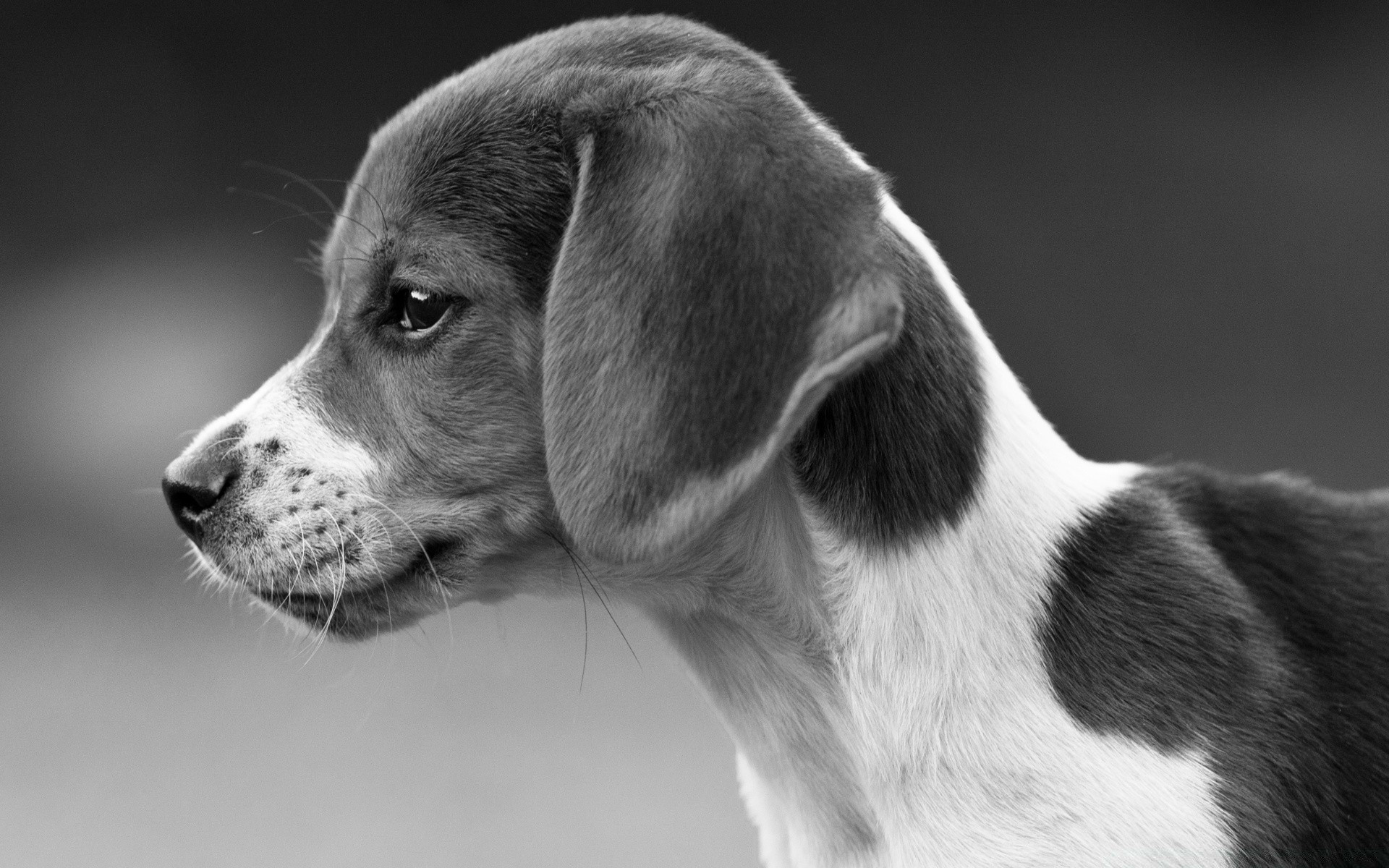 in bianco e nero cane canino animale domestico animale mammifero carino cucciolo ritratto razza purosangue domestico sedersi anteprima adorabile pedigree segugio pelliccia studio