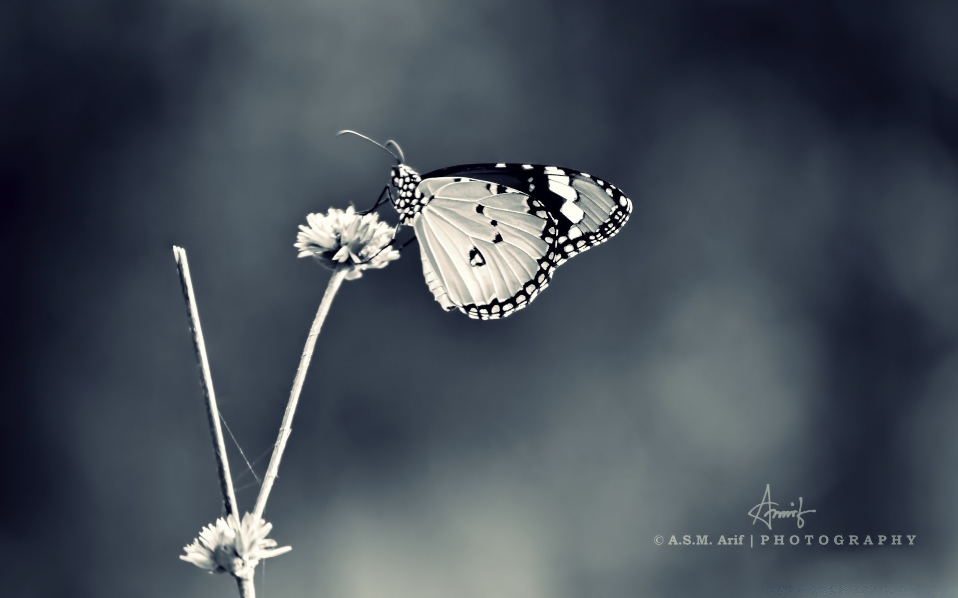 black and white nature outdoors butterfly insect summer bright