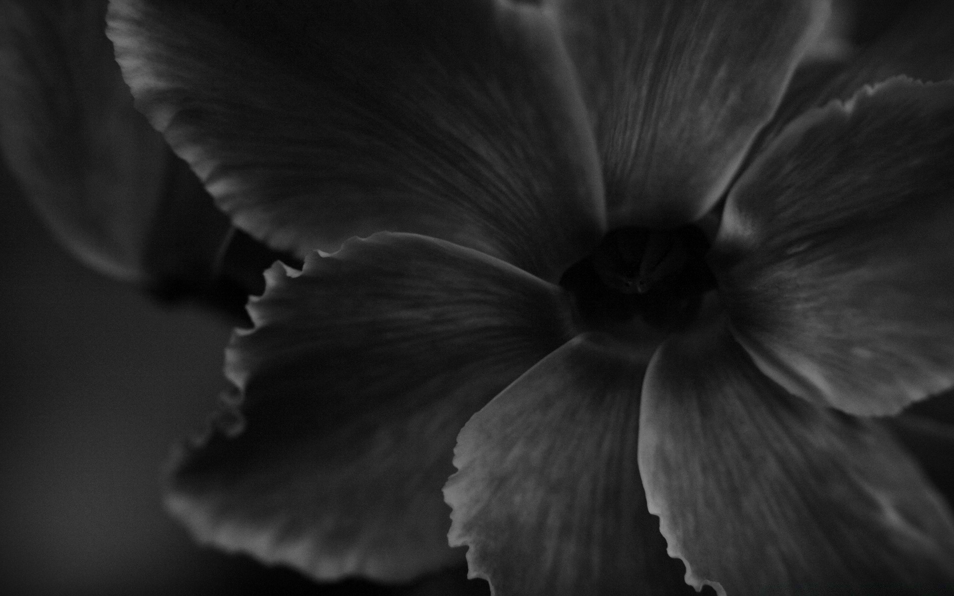 schwarz / weiß einfarbig natur blume kontrast unschärfe single mono blatt dof