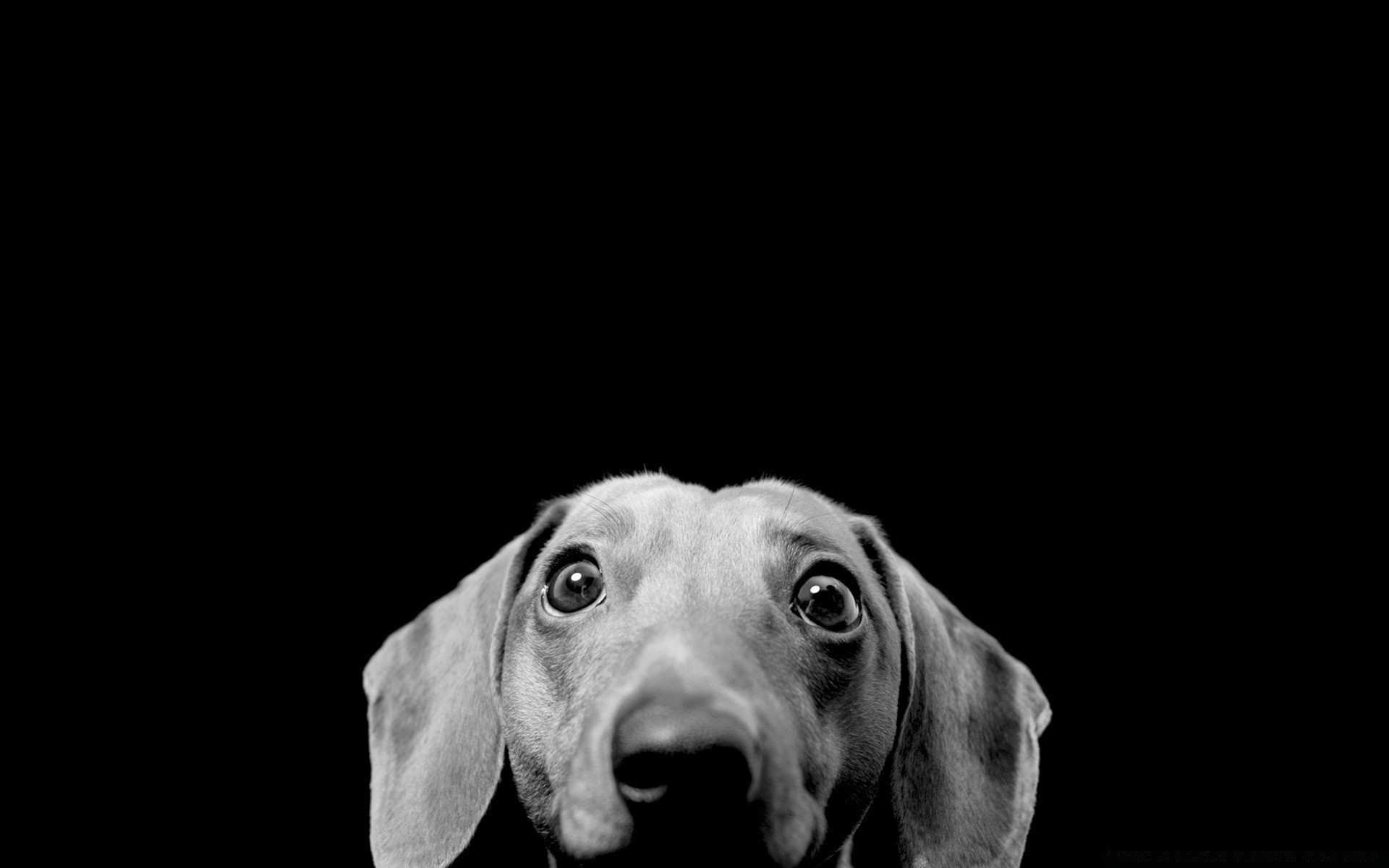 blanco y negro perro retrato animal estudio solo lindo mamífero canino monocromo mascota vista ojo divertido