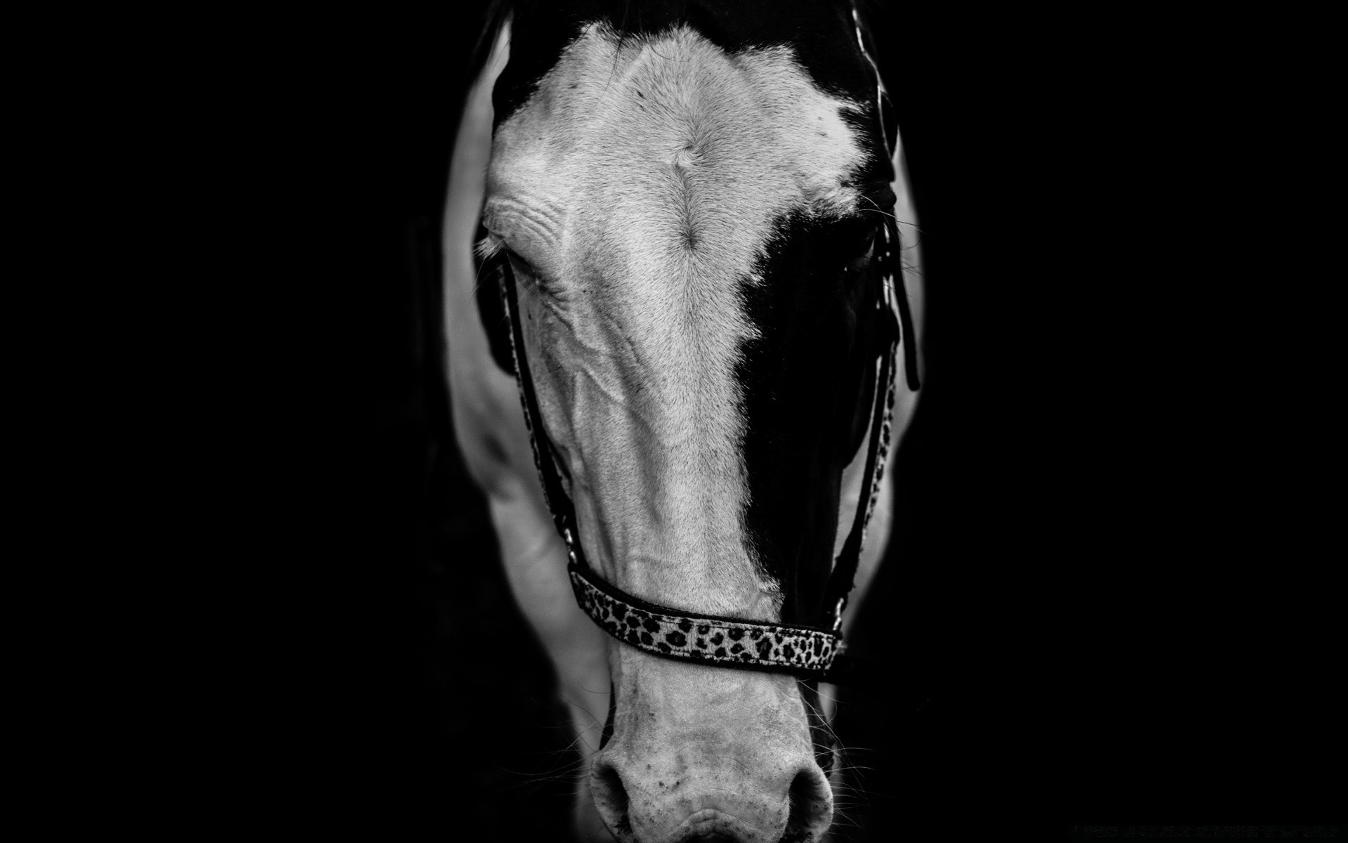 black and white monochrome portrait one adult man cavalry dog dark