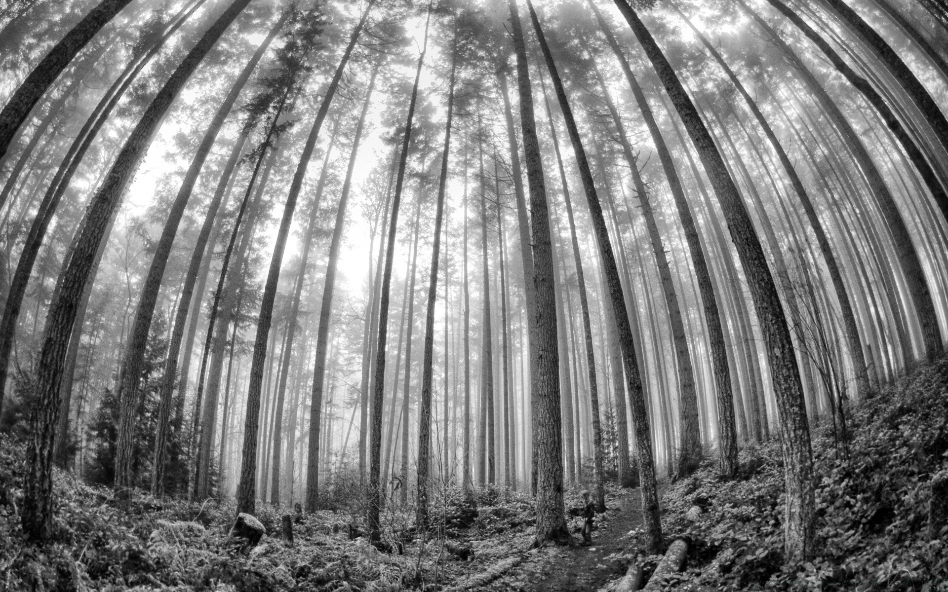 noir et blanc voyage vieux