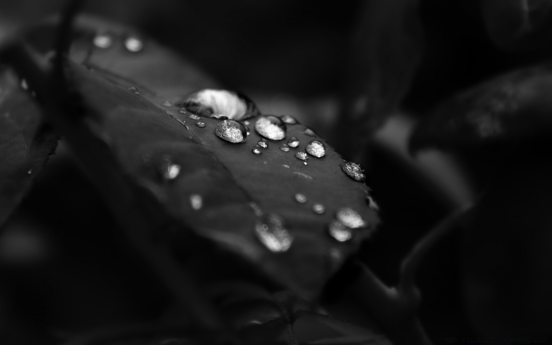 schwarz und weiß regen monochrom tau dof tropfen stillleben unschärfe reflexion dunkel nass essen wasser