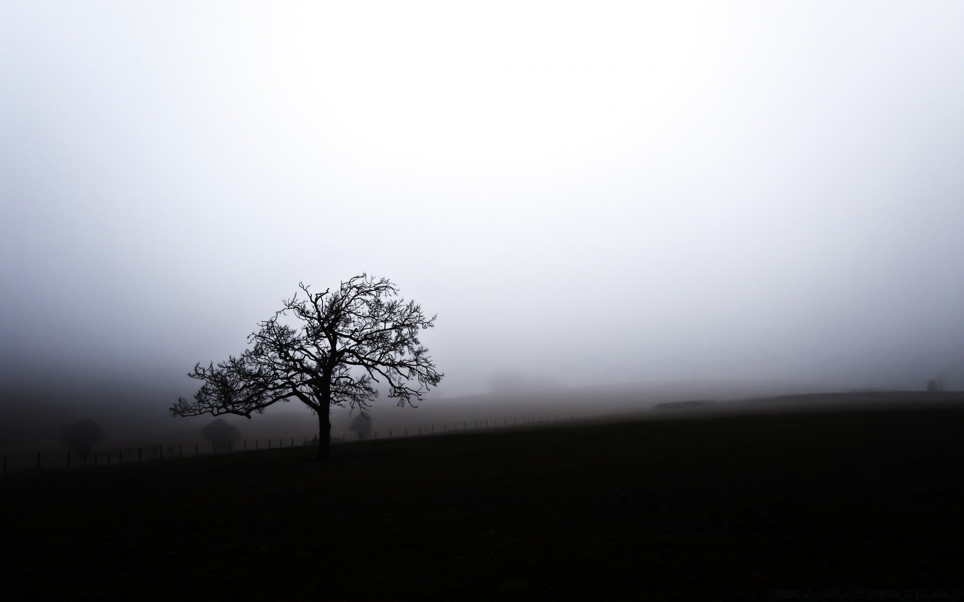 black and white fog landscape tree sky mist nature light dawn silhouette desktop winter sunset wood monochrome sun moon fall weather