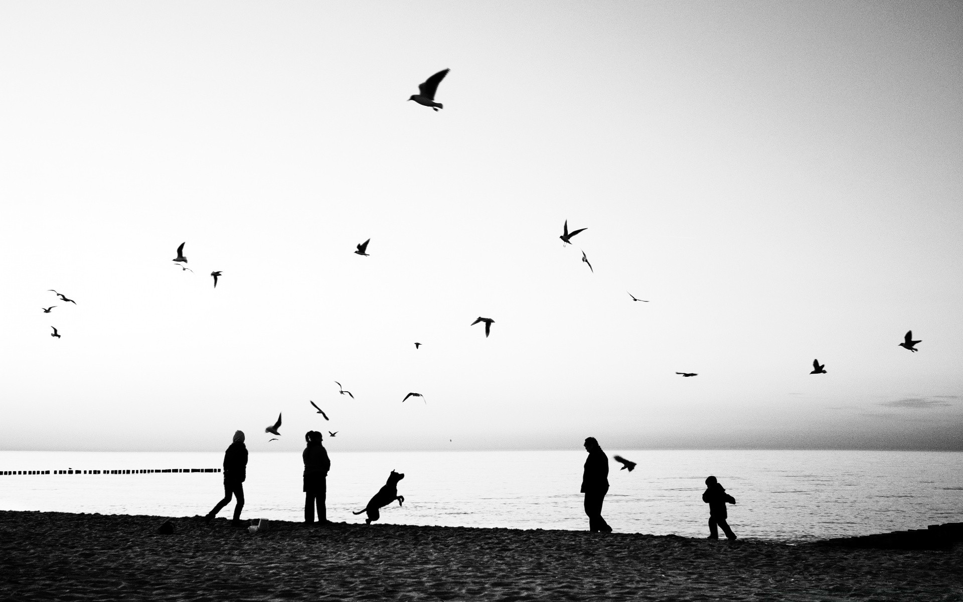 black and white beach sea ocean bird monochrome water silhouette seashore landscape sunset sky seagulls sun dawn nature seascape