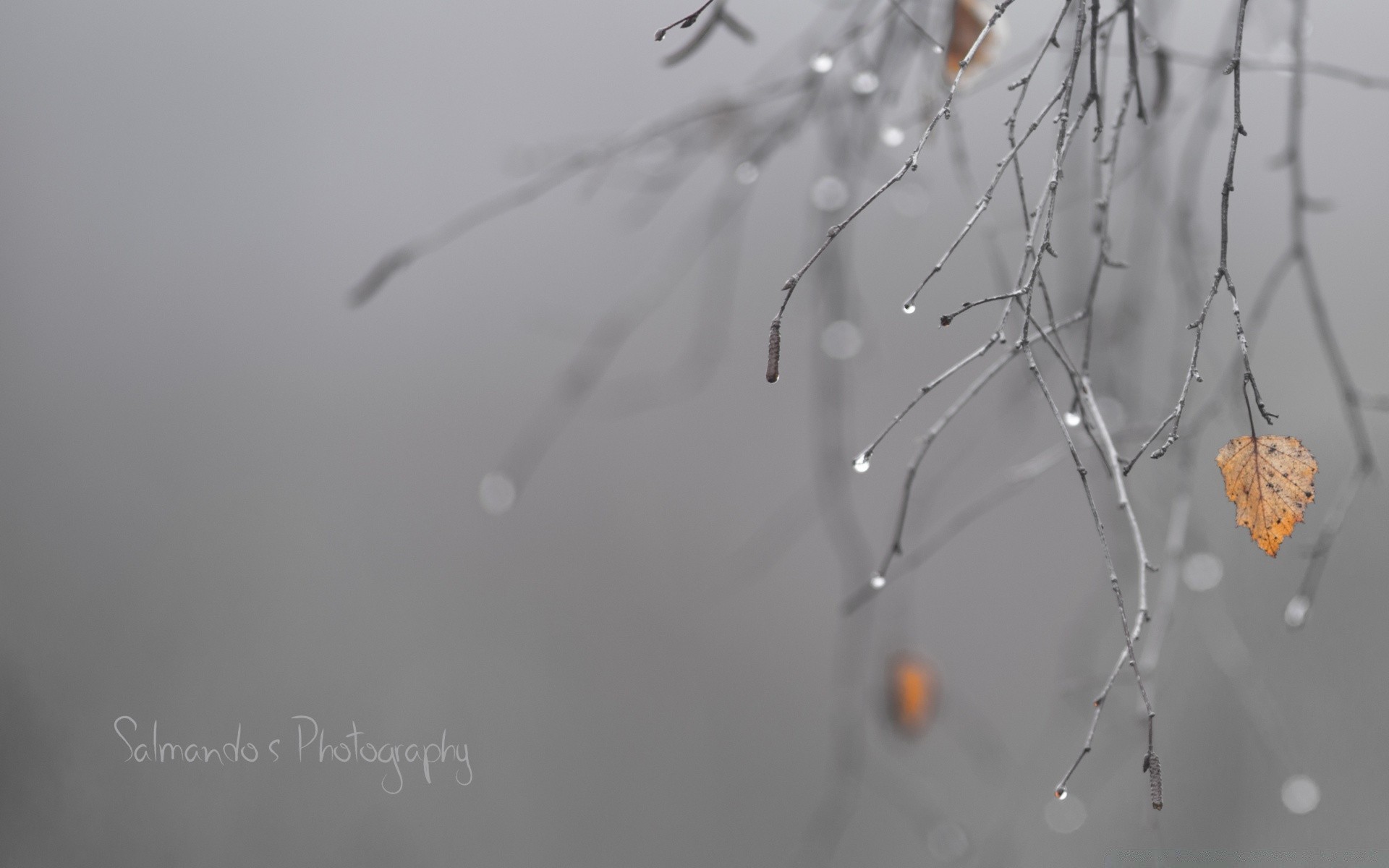 noir et blanc araignée insecte hiver nature neige flou fleur toile d araignée à l extérieur rosée aube automne bureau lumière arbre météo résumé lumière du jour congelés