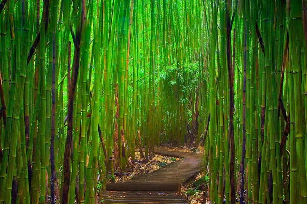 Forêt verte de bambou naturel