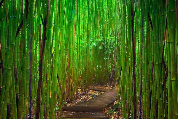 Природний бамбуковий зелений ліс