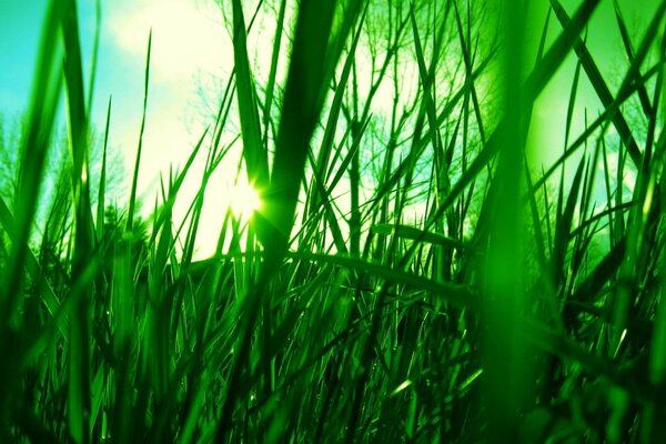 Green grass with macro shooting